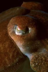 Cuttlefish, Babbacombe, Devon, F90X 105mm lens by David Stephens 